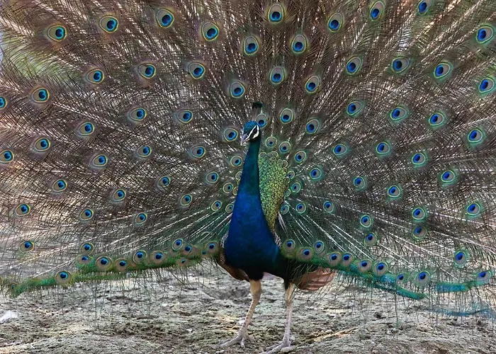 Chateau De Marnand - Duplex A La Ferme Apartman